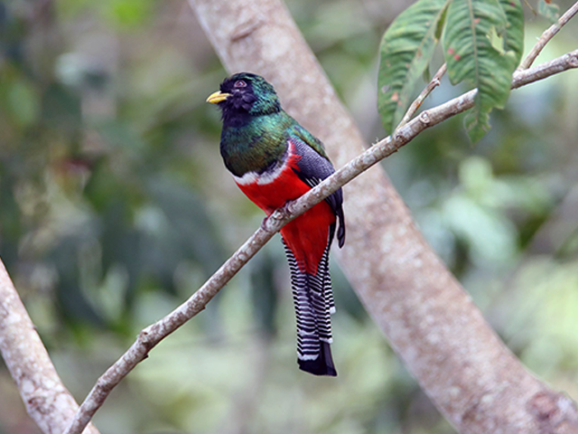 Collared Trogon by Kevin Burke